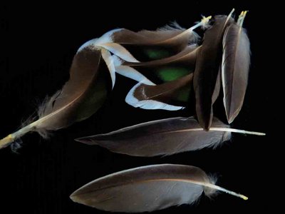 Northern Pintail feather feathers bird