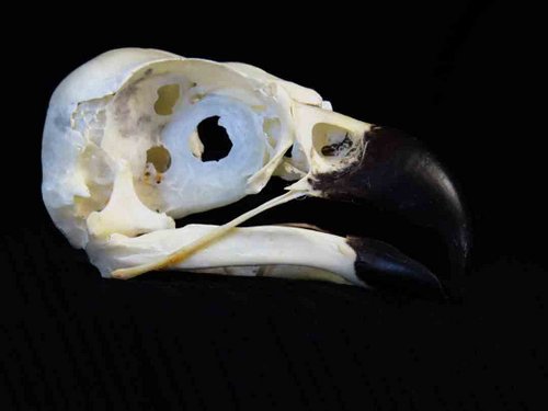 Osprey skull bird