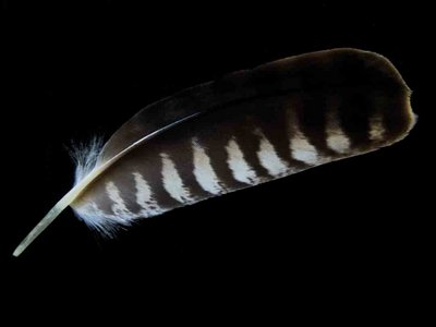 Peregrine Falcon feather feathers bird