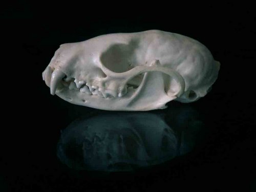 Pine Marten skull