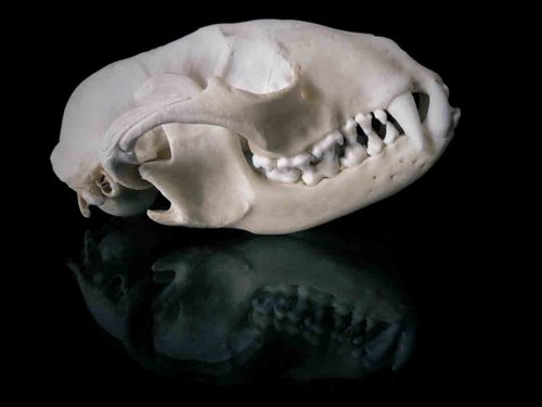 Raccoon skull teeth