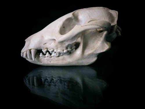 Tanuki - Raccoon Dog skull teeth