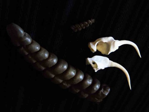 Eastern Diamondback Rattlesnake skull fangs rattle