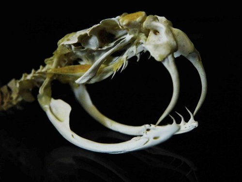 Eastern Diamondback Rattlesnake skull fangs