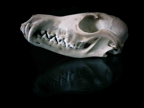 Red Fox skull teeth