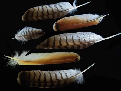 Red Tailed Hawk feather feathers bird