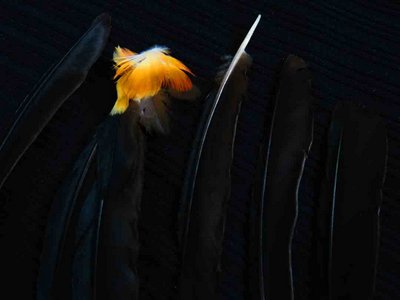 Red Winged Blackbird feather feathers bird