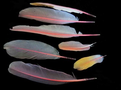Roseatte Spoonbill feather feathers bird