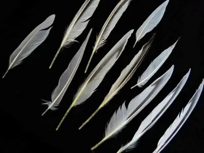 Sandwich Tern feather feathers bird