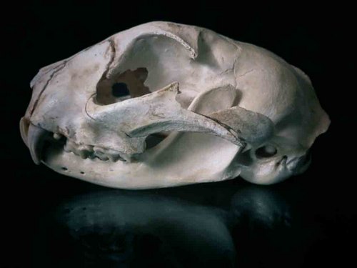 Serval skull teeth