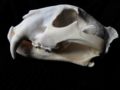 Siberian Tiger skull teeth tooth