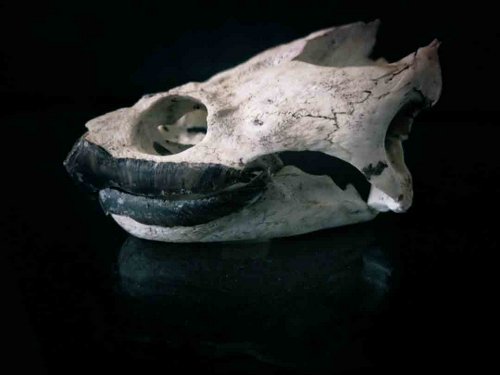 Common Snapping Turtle skull