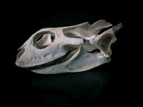 Florida Softshell Turtle skull