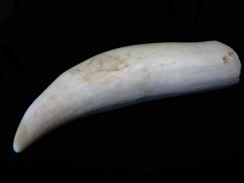 Sperm Whale Tooth ivory teeth