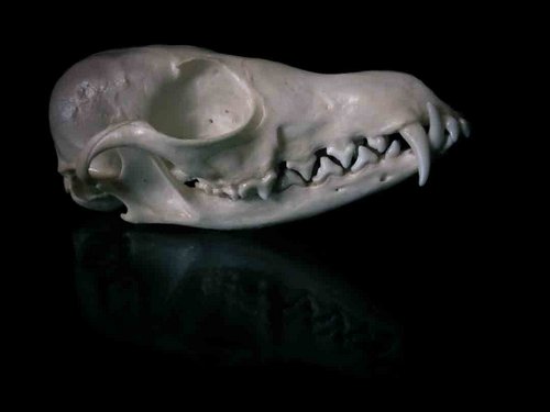 Swift Fox skull