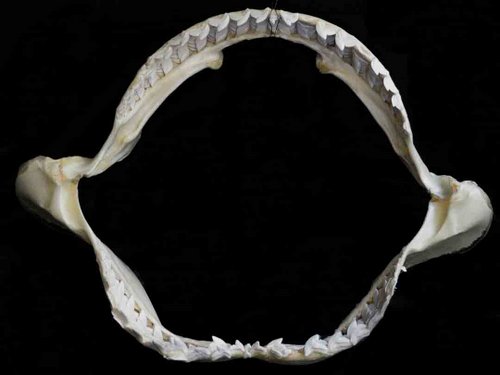 Tiger Shark jaws teeth tooth