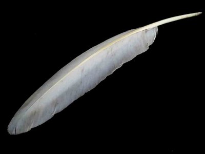 Trumpeter Swan feather feathers bird
