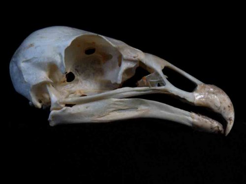 Turkey Vulture skull bird
