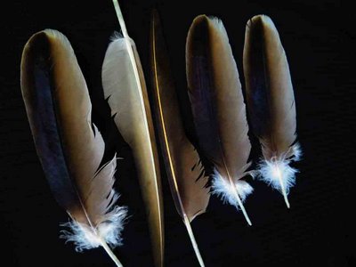 Turkey Vulture feather feathers bird