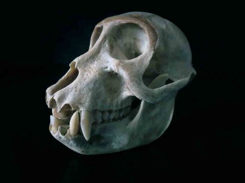 Vervet Monkey skull teeth