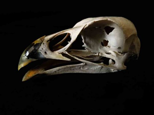 Vulturine Guinea Fowl skull bird