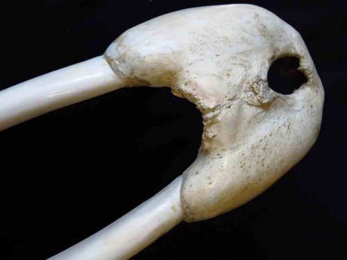 Walrus skull ivory tusks guide animal