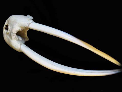 Walrus skull ivory teeth