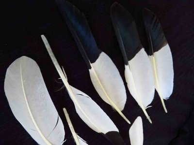 White Ibis feather feathers bird