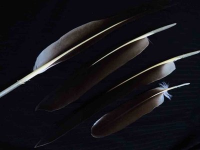 White Pelican feather feathers bird
