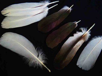 Wood Stork feather feathers bird