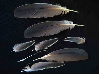 Yellow Crowned Night Heron feather feathers bird adult