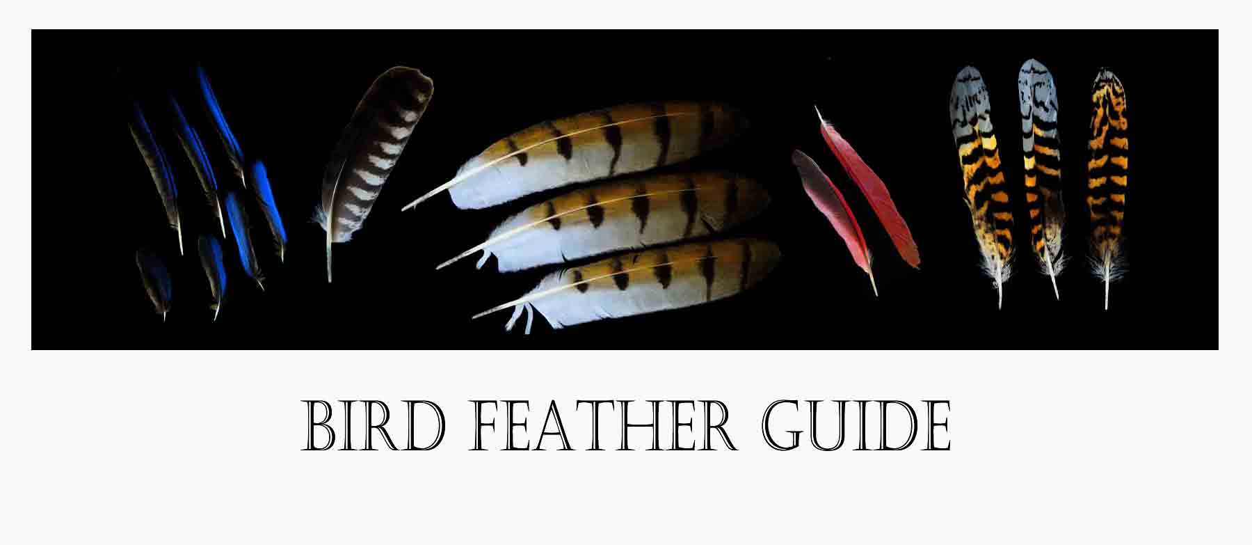 bird feather guide