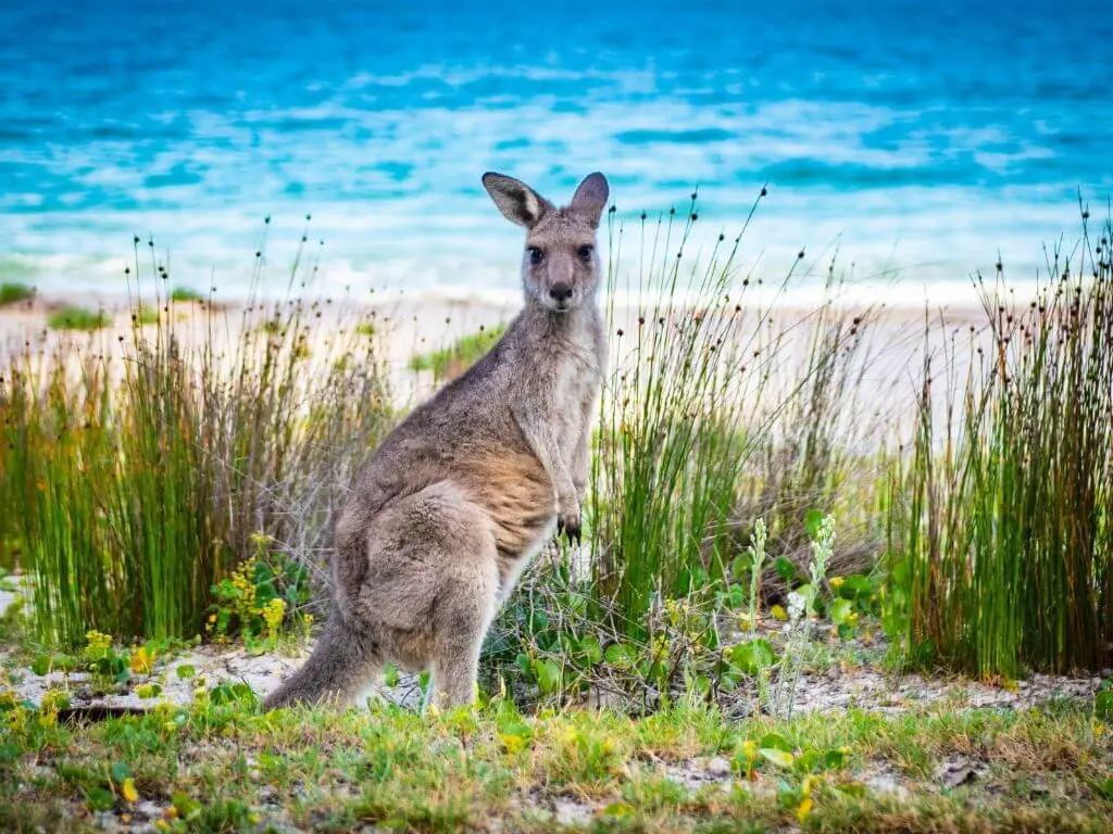 kangaroo-beach-australia-rf