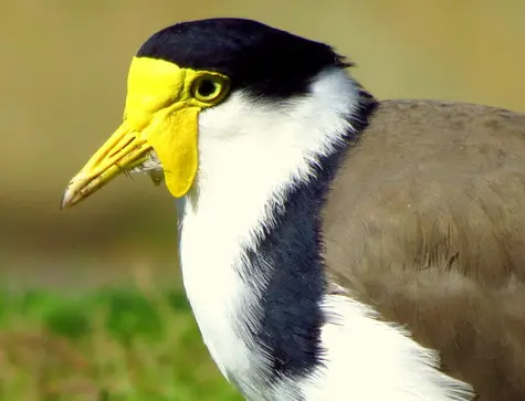 guide to birds of Tasmania Australia masked lapwing