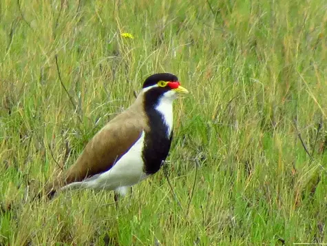 guide to birds of Tasmania Australia banded lapwing