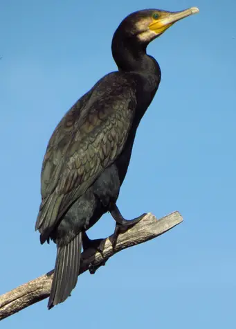 guide to birds of tasmania Australia great cormorant
