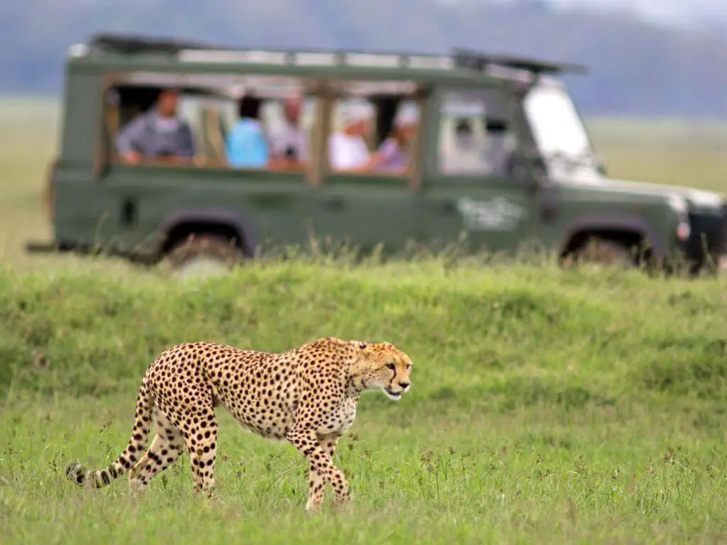 wildlife-safari-africa-cheetah-rf