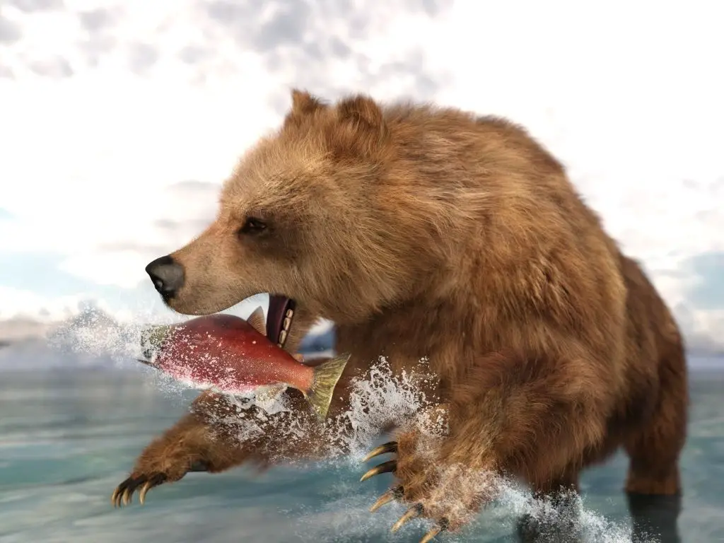 bear-catrching-salmon-rf