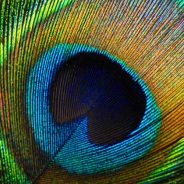 The Nature & Beauty of Bird Feathers