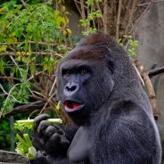 Gorilla Escapes Enclosure at London Zoo