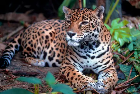 jaguar-1377982