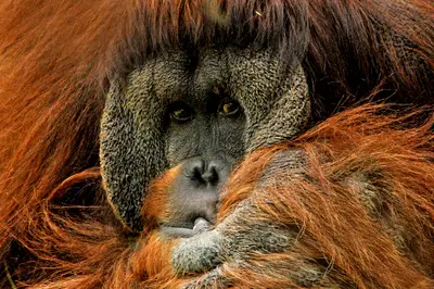 orangutan-571462_1280