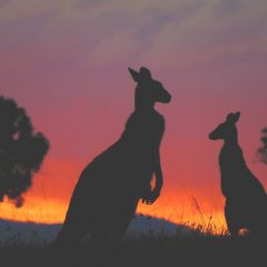 Best Places to Spot Iconic Australian Wildlife in the Wild
