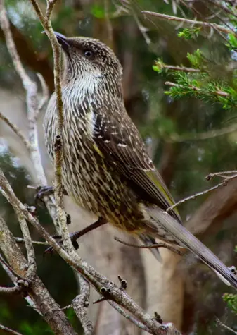 guide to birds of tasmania Australia wattlebird