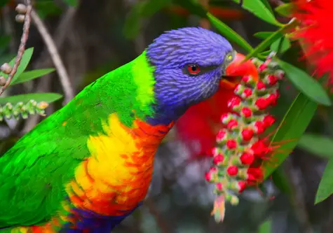 guide to birds of tasmania Australia rainbow lorikeet