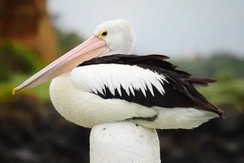 guide to birds of Tasmania Australia pelican
