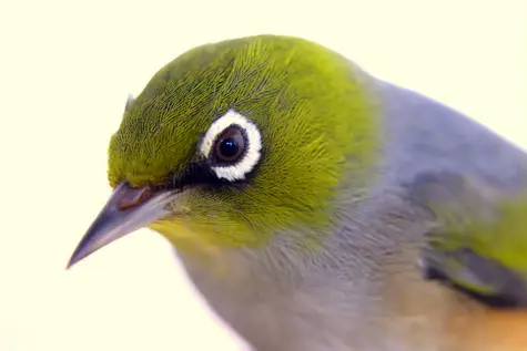 guide to birds of Tasmania Australia silvereye