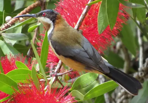 guide to birds of tasmania Australia eastern spinebill