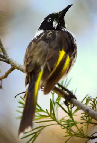 guide to birds of Tasmania Australia new holland honeyeater
