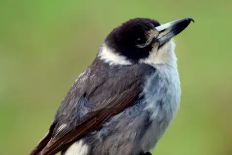 guide to birds of Tasmania Australia grey butcherbird